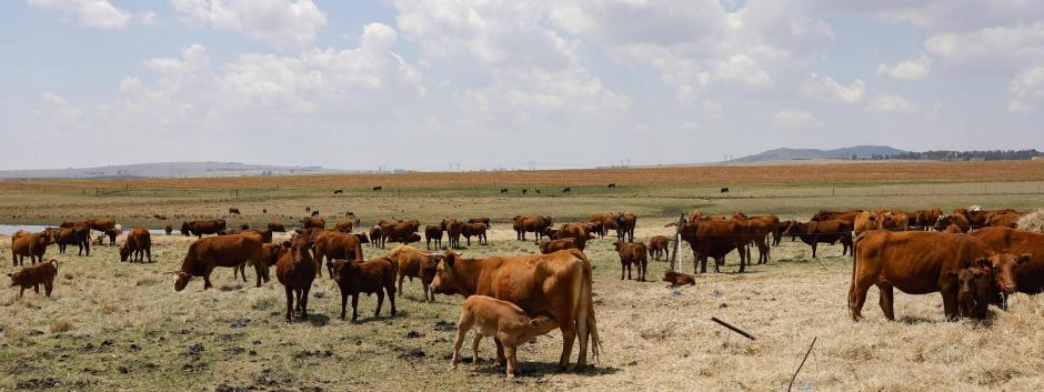 El ganado pastando en un campo de Balfour