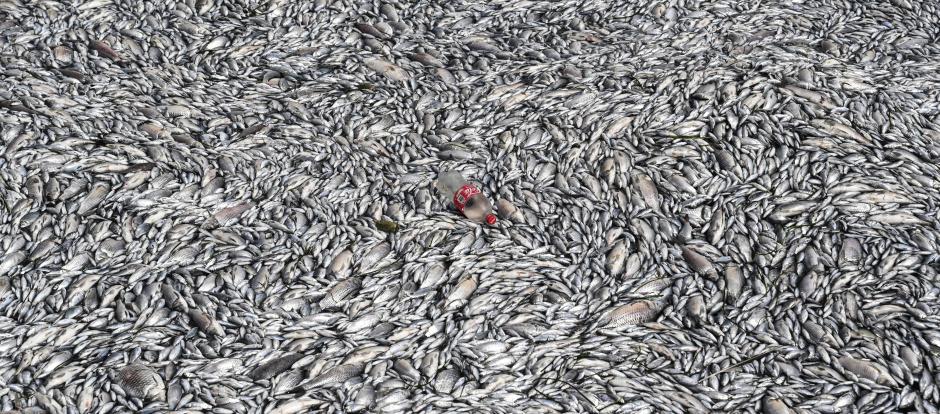 Peces muertos en Volos