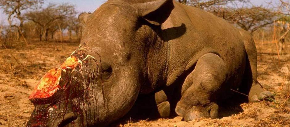 Los cuernos de los rinocerontes son muy preciados por los furtivos