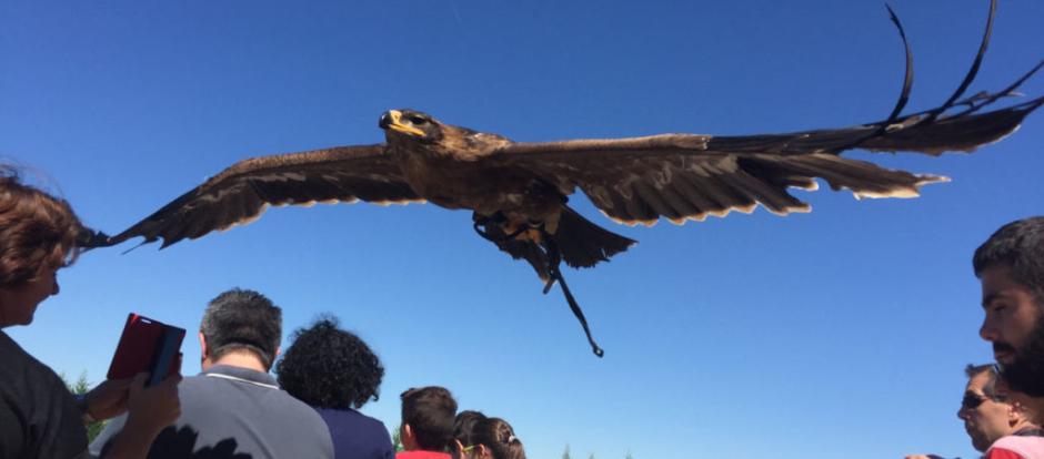 Las rapaces vuelan sobre los espectadores.