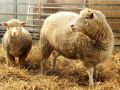La oveja Dolly, a la derecha, y Polly el primer cordero transgénico, en el Instituto Roslin en 1997