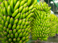 La investigación revela los beneficios de los plátanos verdes y no los maduros