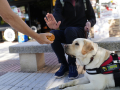 Los perros guía de la ONCE en Córdoba piden que no los distraigas con alimentos