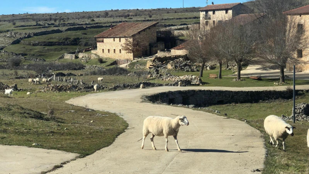 En la España vaciada, donde hay más ovejas que habitantes, se encuentra el aire más puro