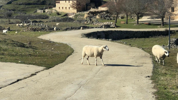 En la España vaciada, donde hay más ovejas que habitantes, se encuentra el aire más puro