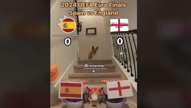 Furry, el perro famoso de Tiktok, predice el campeón de la Eurocopa