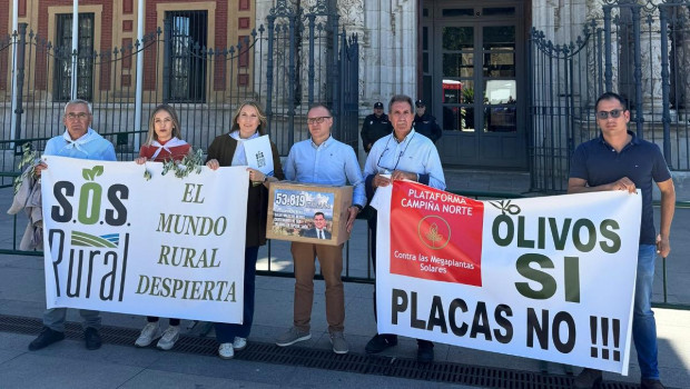 55.000 firmas para parar la tala masiva de olivos centenarios en Jaén