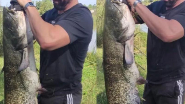 El siluro es un depredador que amenaza a la fauna autóctona