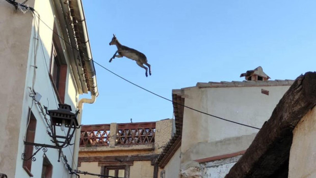 Una cabra montesa saltando entre tejados en Jérica.