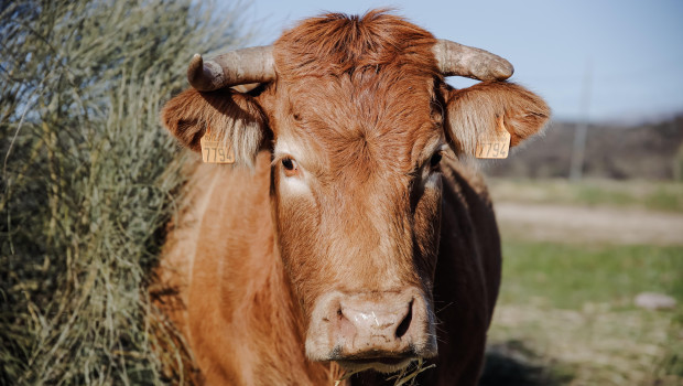 Una vaca pastando en una finca de ganadería extensiva en Colmenar Viejo (Madrid)