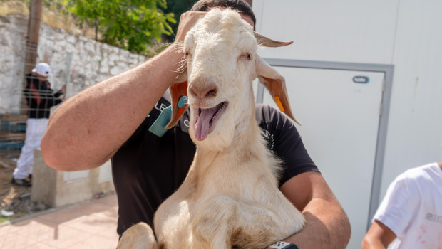 Un cordero antes de ser sacrificado para la gran fiesta musulmana del Eid al-Adha