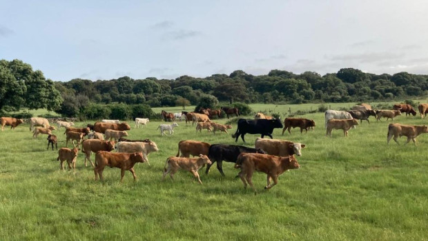 Ganadería extensiva de vacuno en la provincia de Salamanca
