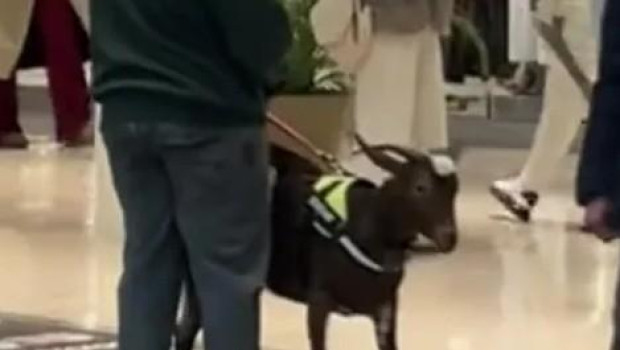 En las imágenes puede verse a un hombre caminando con una cabra sujeta con arnés, equipada además con pañales