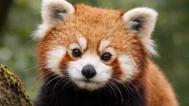 Imagen de un panda rojo