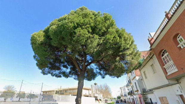 Imagen del pino de Los Palacios, situado en la calle Antonio Gaudí