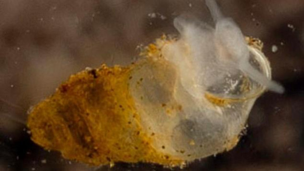 Caracol de agua dulce de la especie Erhaia  dijiang