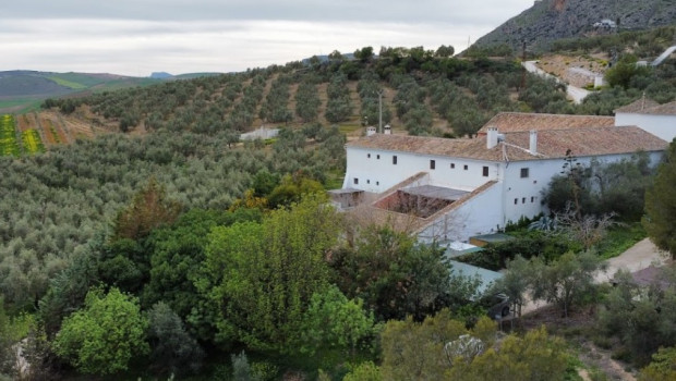 Los propietarios afectados cultivan unas plantaciones de olivar joven, adquiridas recientemente, y que actualmente se encuentra en plena producción