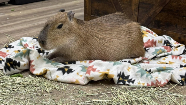 Una capibara esperando a que le hagan mimos