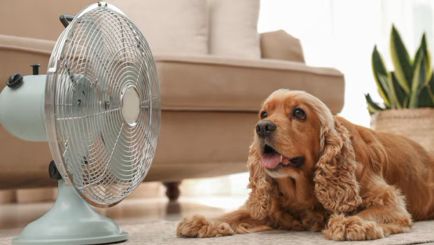 Perro disfrutando del flujo de aire del ventilador