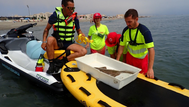 Personal de la Delegación de Playas del Ayuntamiento de La Línea de la Concepción (Cádiz) soltando un ejemplar de tiburón ángel

REMITIDA / HANDOUT por AYUNTAMIENTO DE LA LÍNEA
Fotografía remitida a medios de comunicación exclusivamente para ilustrar la noticia a la que hace referencia la imagen, y citando la procedencia de la imagen en la firma
13/8/2025