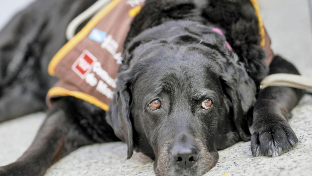 Eika es el nombre del perro de apoyo judicial