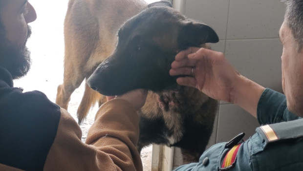 Imagen del perro cuya dueña está siendo investigada por maltrato animal.

REMITIDA / HANDOUT por GUARDIA CIVIL DE CÁDIZ
Fotografía remitida a medios de comunicación exclusivamente para ilustrar la noticia a la que hace referencia la imagen, y citando la procedencia de la imagen en la firma
13/2/2026