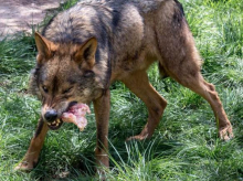Un lobo ibérico con una de sus presas