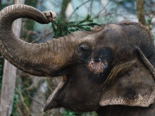 Un elefante asiático agarra una rama de un árbol de Navidad en un recinto del Jardín Zoológico de Berlín en Berlín, Alemania, el 29 de diciembre de 2021. El Jardín Zoológico de Berlín alimenta a los animales con las sobras de árboles de Navidad