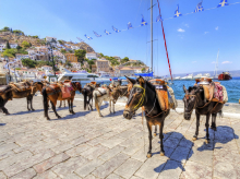 Donkeys at the port of the Greek island, Hydra. They are the only means of transport on the island, no cars are allowed.