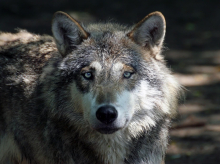 El parásito causante de la toxoplasmosis puede ayudar a los lobos a convertirse en los líderes de su manada.