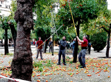 Recogida de naranjas en el Patio de los Naranjos