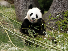 Uno de los osos panda que devolverá Madrid a China