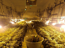 La Guardia Civil intervino un total de 236 plantas de marihuana