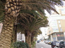 Unas palmeras en La Coruña