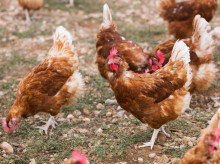 Gallinas