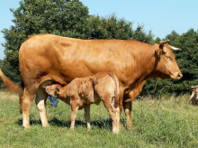 Una vaca rubia gallega alimenta a su cría