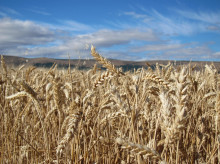 Espigas de trigo en el campo