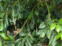 Aguacates de la variedad Lamb Hass en la Comunidad Valenciana