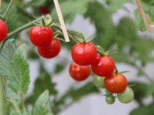 Imagen de recurso de tomates cherry