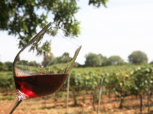 Copa de vino en un viñedo