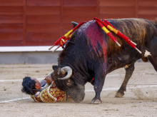 Juan de Castilla, durante su percance este martes en Las Ventas