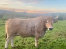 'El Grande', el buey de 1.500 kilos robado en Vizcaya