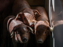 Lechones de raza ibérica pura en la Finca Morianillo de la empresa Jierrito Alto en Jerez de los Caballeros (Extremadura)