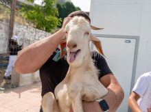 Un cordero antes de ser sacrificado para la gran fiesta musulmana del Eid al-Adha