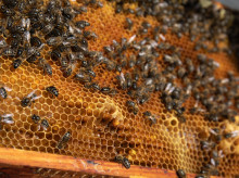 Detalle de un panal de abejas