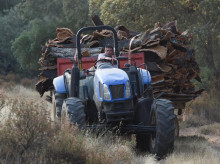 Un hombre transporta con un tractor el corcho extraído en una finca de Cáceres