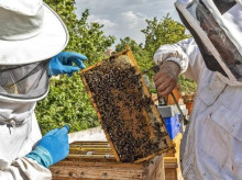 Apicultores manejan un panal de abejas