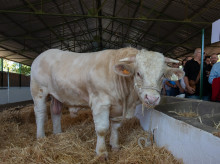 Semental en una feria de ganado en Zafra (Extremadura)