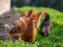 Gallinas