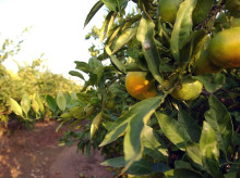 Campo de naranjas en la Comunidad Valenciana